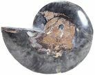 Split Black/Orange Ammonite (Half) - Unusual Coloration #55628-1